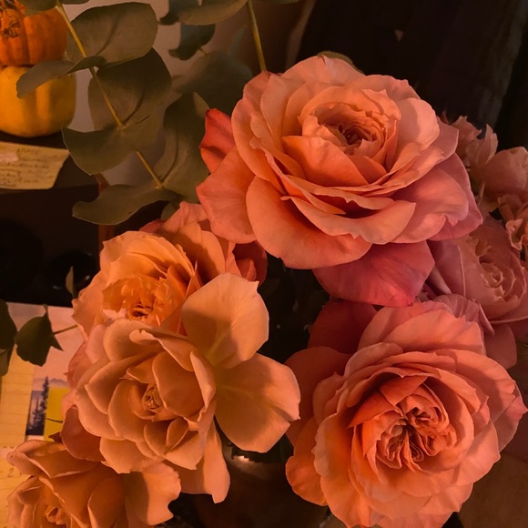 Meet your Posher, Momo - Picture 2 of 5